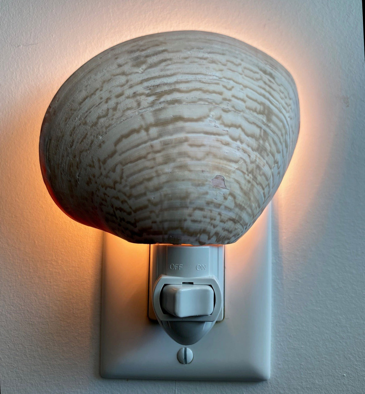Californian Lucina Clam Shell Half 4 inch
NIGHT LIGHT