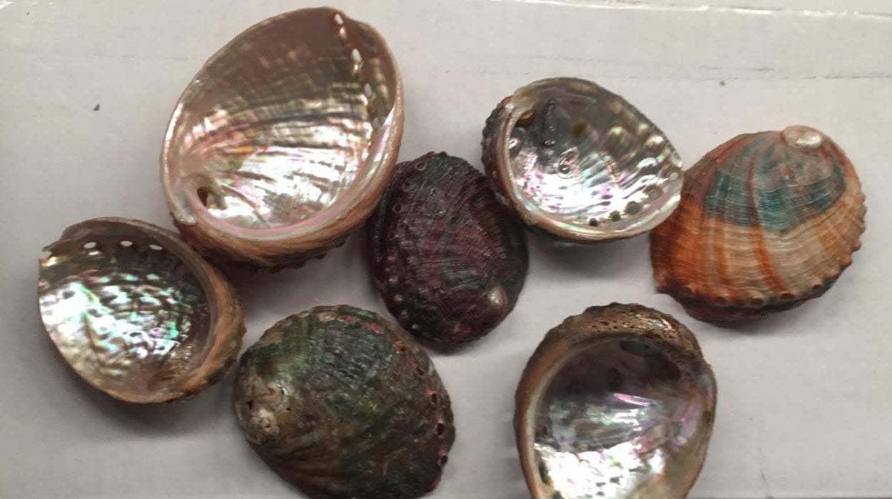 Coupe filetée Abalone HALIOTIS ASSIMILIS - 3 pouces + Mexique