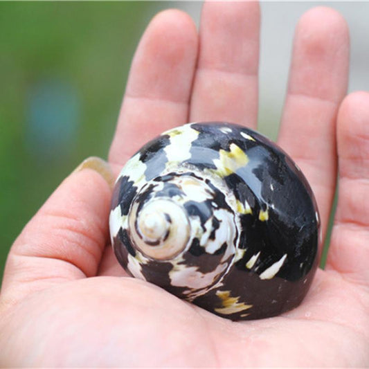 Polished Magpie Shells - 2 inch + CITTARIUM PICA - NEW521