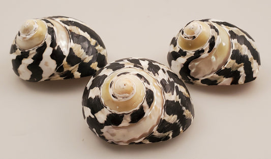 Magpie Turbo Shell - Cittarium pica Polished/Banded 26-28mm opening size
