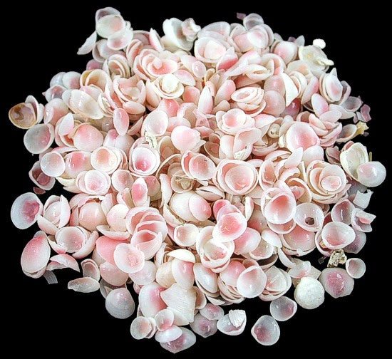 1/4 LB - Apple Blossom Shells - 0,25 pouces - Strigilla Pisiformis - Inde