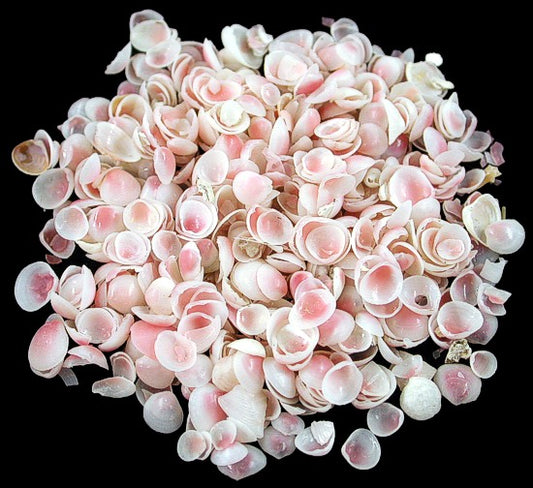 1/4 LB - Apple Blossom Shells - 0,25 pouces - Strigilla Pisiformis - Inde