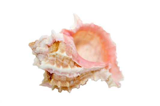 Pink Murex Seashell - Phyllonotus erythrostomus - 0.75  - 1.25 inches - Mexico