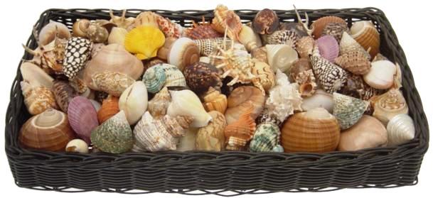 Always in-stock - 200 Piece Assortment of Seashells - 2 to 4 inch - Suggested Retail $2.99 Each - Created in-house