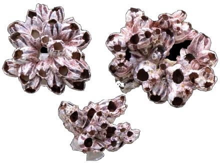 PURPLE GIANT BARNACLES  7 - 9 inch  lepas psithacus (10 PER CASE)