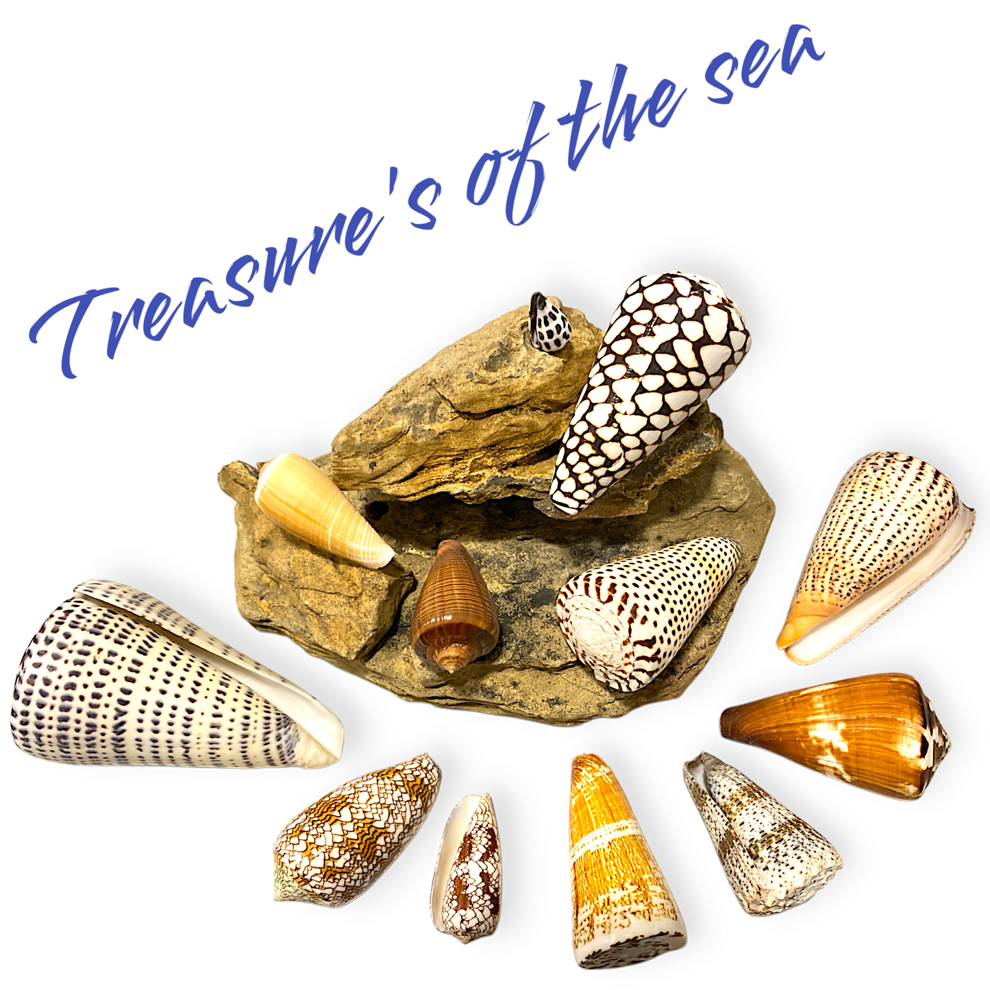 Treasures of the Sea - Shell Collections - Pack of 13 Assorted Specimens of Conus Cone Seashells - NEW425