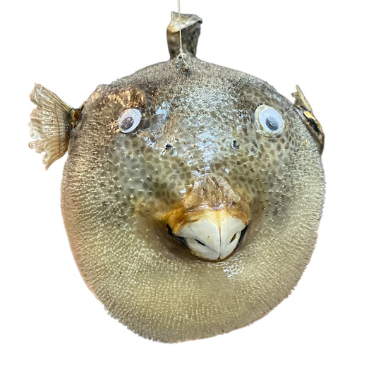 Parrot Fish - 12 + inches