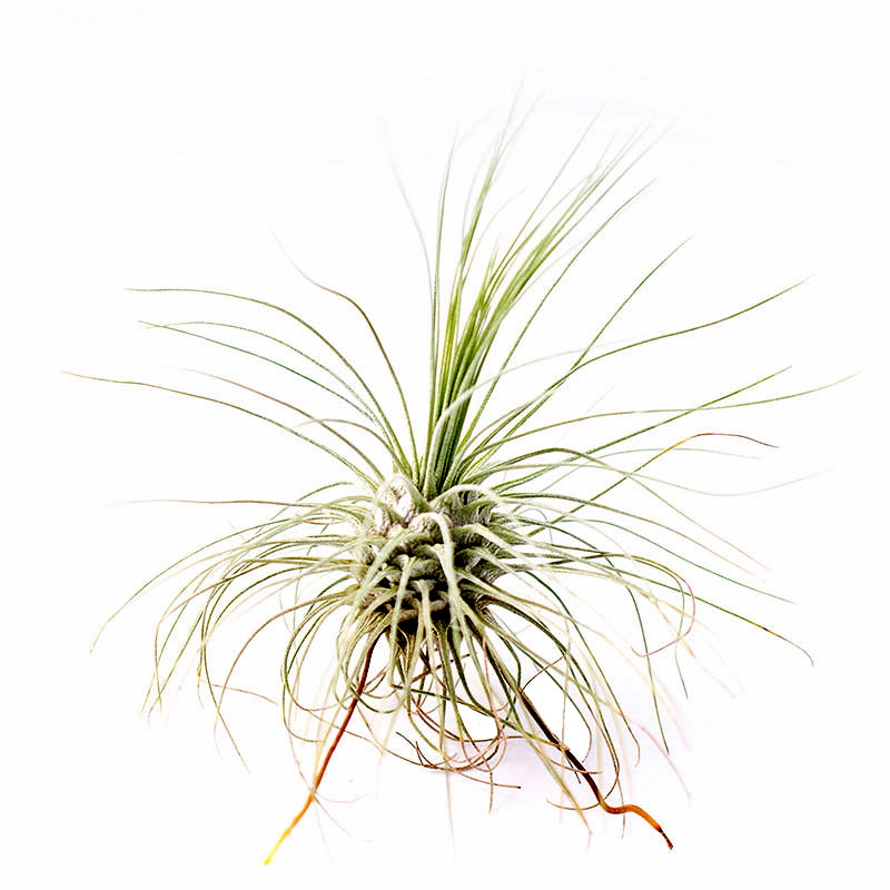 Argentea Thin Leaf Tillandsia Air Plant (2.5") Large 2.5"