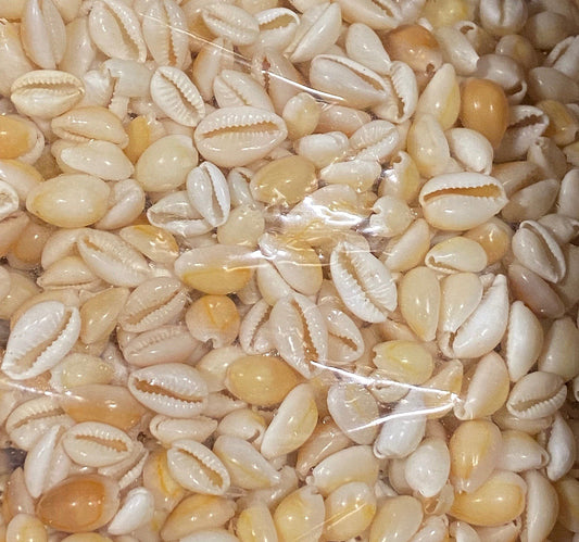 1 KG - Cypraea Annulus Cowries Shell - Cooked - 0.5 - .75 inches - Fawn Colour - Philippines