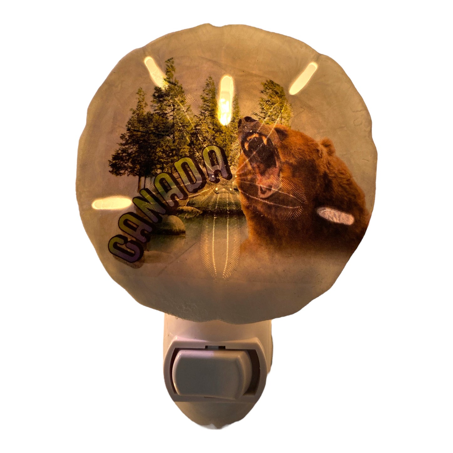 Sand Dollar Night Light with GRIZZLY BEAR CANADA Transfer - Made in Canada - NEW623