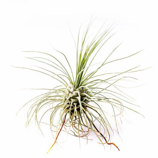 Argentea Thin Leaf Tillandsia Air Plant (2.5") 5 Pack (10% OFF)