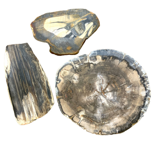 Petrified Wood - Polished Slabs Slices - Mixed Sizes - Comment for size request - Sold per gram - NEW123