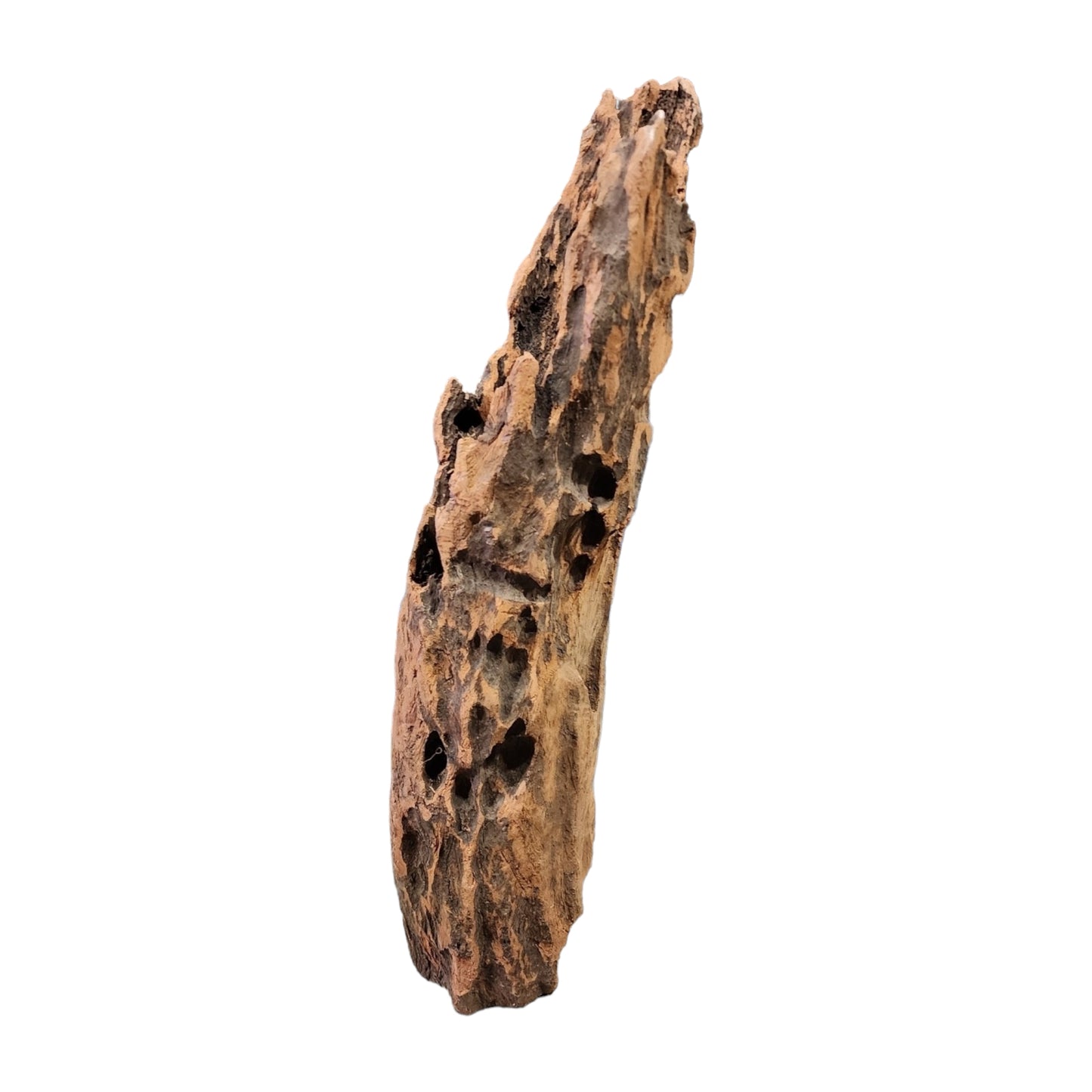1lb. 14.1 to 19.5 inch - Cellular TEXTURE DRIFTWOOD - Large 35 to 50cm - Indonesia - #1 Dragon wood