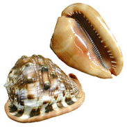 RED CAMEO Shell - CASSIS RUFA 6 inch - Philippines