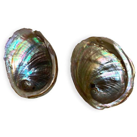 Opal Abalone - Haliotis laeviagata - 10-12cm - 4 inch + Thailand - All Natural