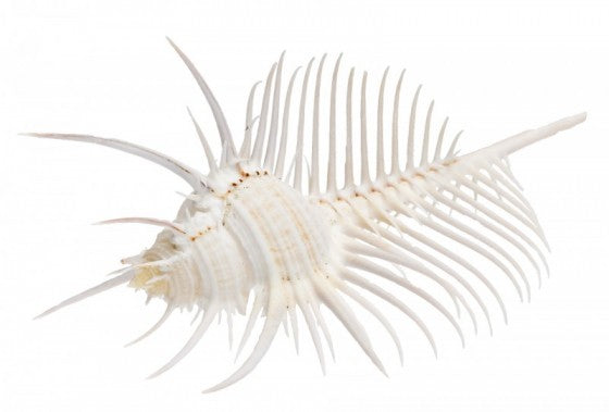 Venus Comb Murex - Murex Pecten - 3 - 4 inches - From the Philippines
