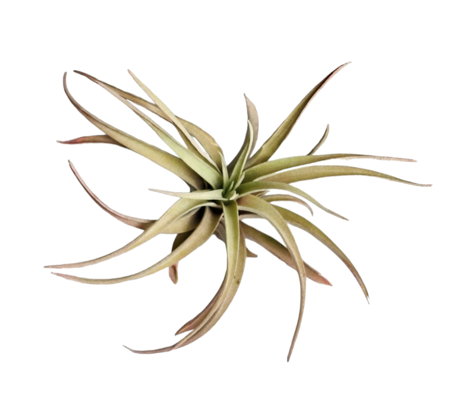 Capitata Tillandsia Air Plant - Grand 10-11 cm 4+ pouces