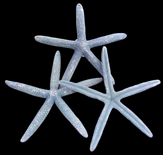 Étoile de mer Bluey naturelle - Linckia Laevigata -2 - 3 pouces