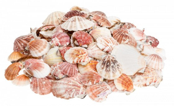 1 KG - Pecten Vexillum - Bractechlamys Vexillum - 1.5 - 3 inch - Scallop Shells - Philippines