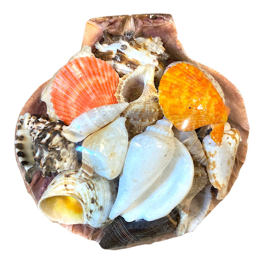 LIONS PAW Scallop SEASHELL PACK 4 - 5 inch - Philippines