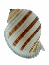 White & Brown Banded Tun  - 2 - 3 inch - Tonna Sulcosa - Philippines