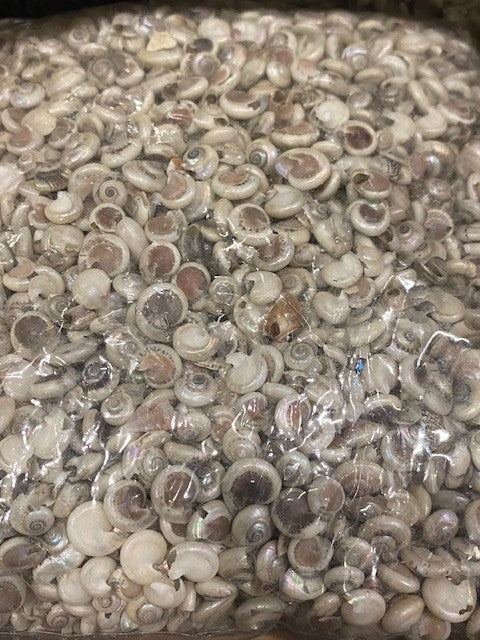 1 KG - Pearlized Umbonium Grade B - 3/8 - 0.5 inches