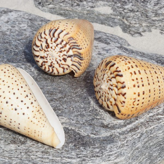 Bitulinus Conus - Cone Shells - SM/MED