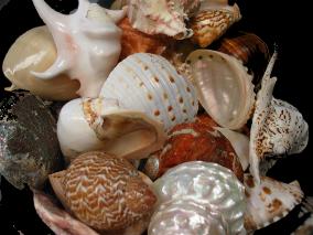 50 Piece SHELL ASSORTMENT @ $5 EACH