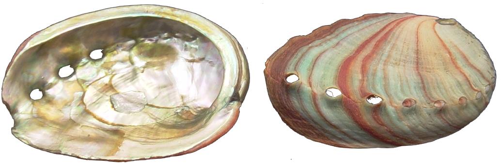 RED ABALONE SHELL 9-13cm - 4 inch + Haliotis Rufescens