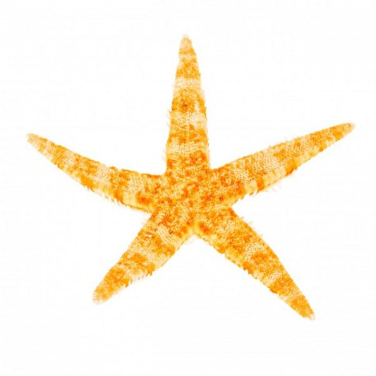 Philippine Starfish (4 - 5 inches)