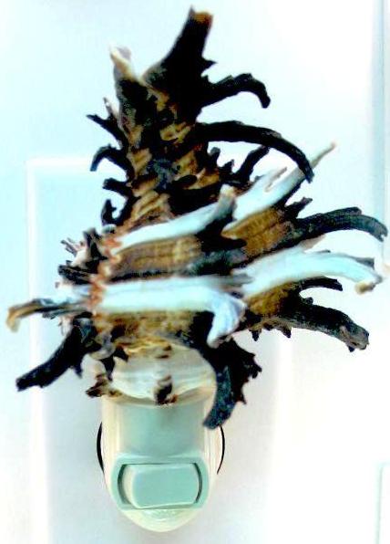 MUREX ENDIVA  2.5 - 3" SHELL NIGHTLIGHT