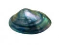 Blue Polished Fresh Water Clam Pairs - 4 - 5 inches