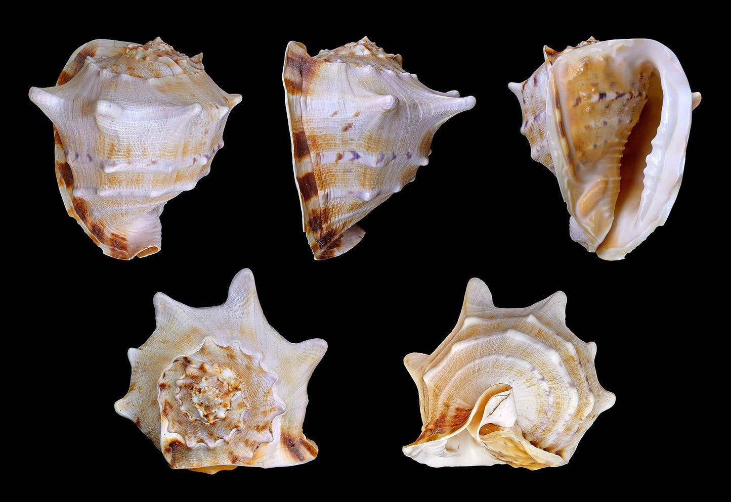 Yellow Helmet Shells - 9 - 10 inches - Cassis Cornuta - Philippines