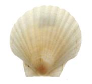 English White Cup Scallop - 5.5 inch - Argopecten irradians - UK