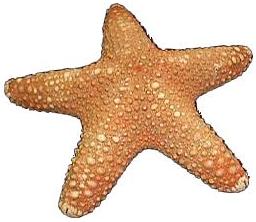 Jungle Starfish (2 - 3 inches) Pentaceraster mammillatus