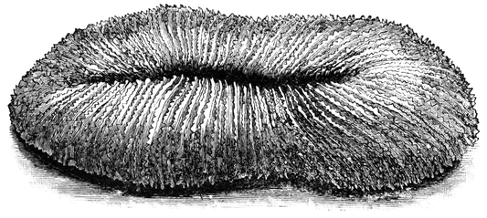 SLIPPER CORAL 7 - 9 inch - Philippines