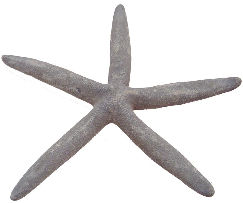 Étoile de mer bleue naturelle - Linckia Laevigata - 5 - 6 pouces