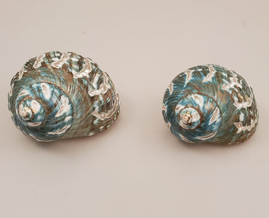 Jumbo Polished Spiral Green Jade Turbo - Imperialis Turbo Polished/Spiral 50-52mm opening size