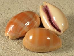 Cypraea Lyncina Carneola -   Carnelian Cowrie - 2 inch - Cowry - Philippines