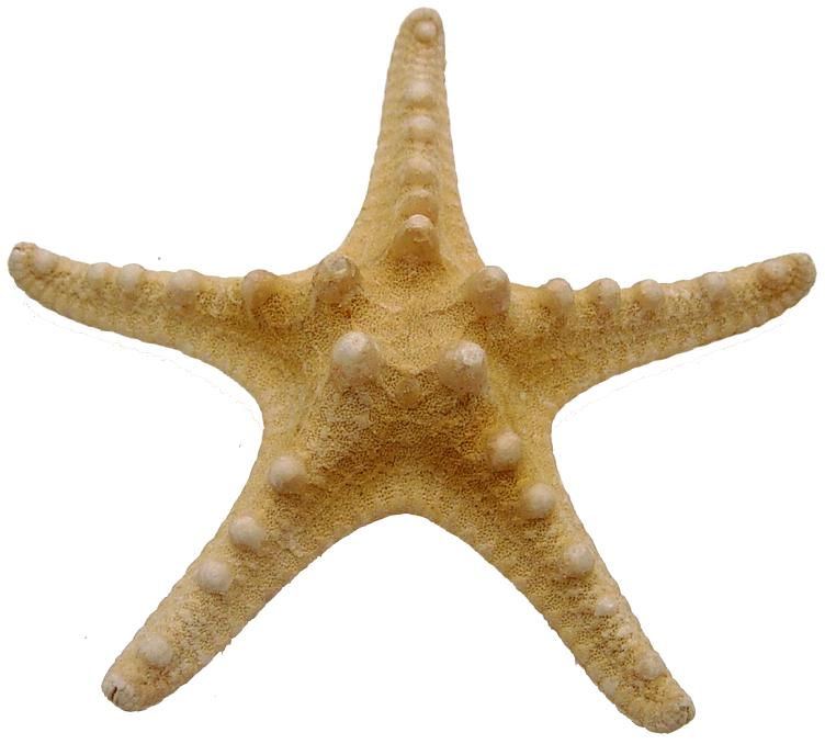 Horned Starfish (4 - 5 inches) Choriaster Granulatus