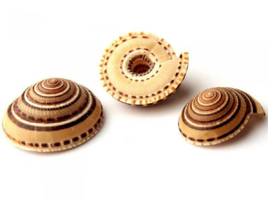 Sundial Shells - Architestonica Perspectiva - 0.5 - 1 inch