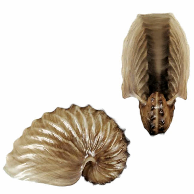 Argonauta Hians 2.5 inch+ Winged Argonaut - Philippines