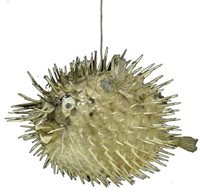 Porcupine Fish - 5 - 6 inches - Philippines  - Taxidermy