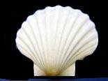 English White Cup Scallop - 5 inches - Argopecten irradians - UK