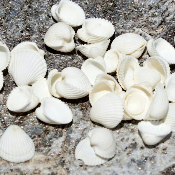 1 KG - White Clam Rose - 0.5 - 1.25 inches - Philippines