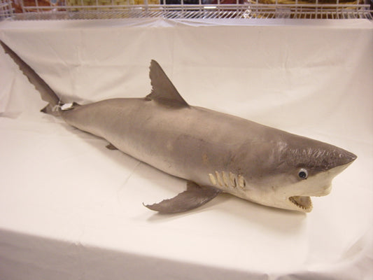Lemon Shark