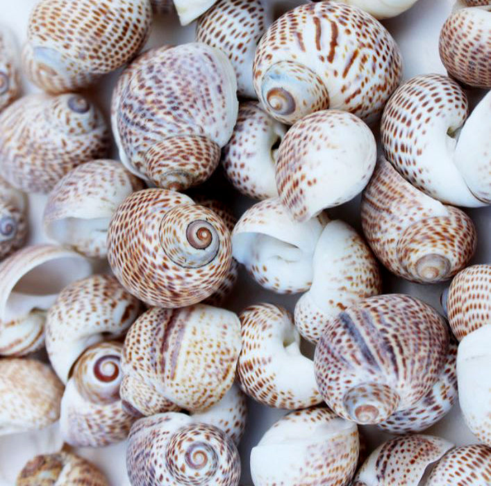 1 KG - Natica Tigrina - 0,5 pouces