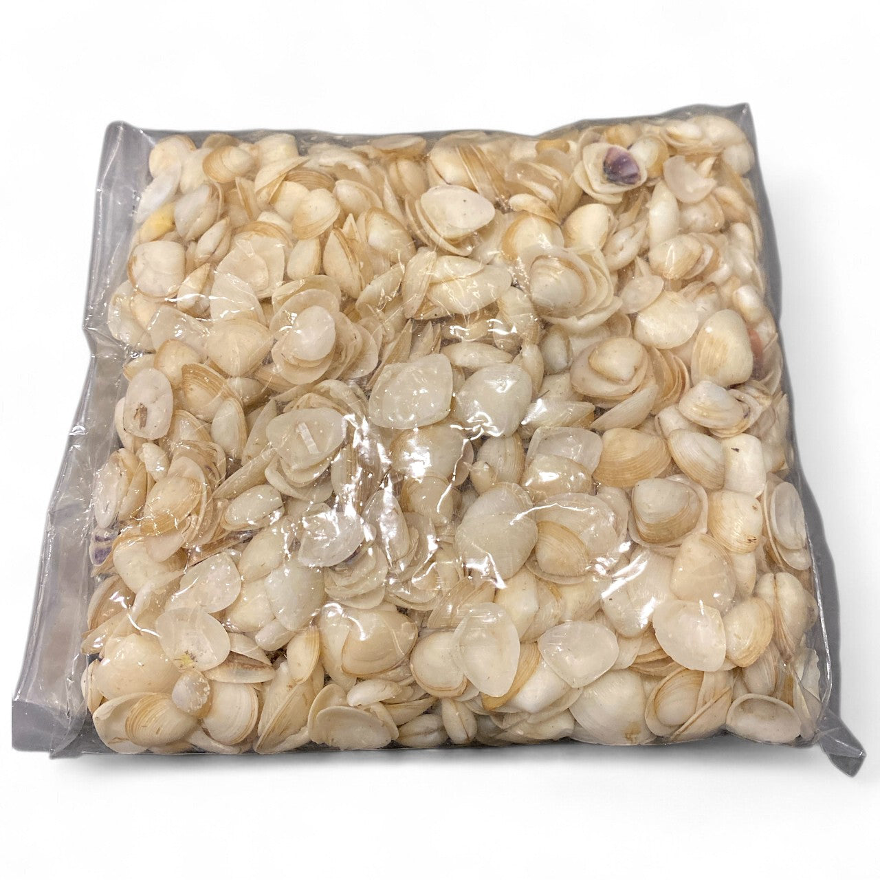 1 KG - Coquillages Cay Cay blancs - 0,5 - 1 pouce