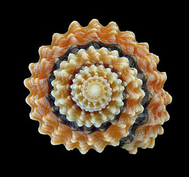 Periwinkle Shells - Beaded Prickly Winkle - Tectarius Coronatus - 0.75 - 1.25 inches