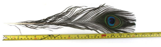 Peacock FEATHERS NATURAL 9.85  inch +  25cm +